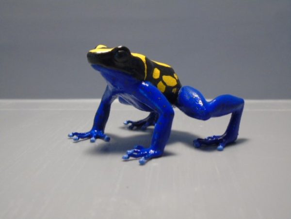 Dendrobates tinctorius nominaat